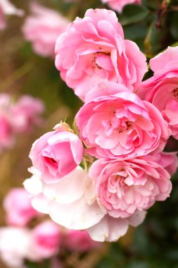 Tomurcuklu pembe güller