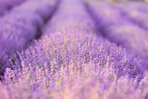 Campo de lavanda violeta de cerca —  Fotos de Stock