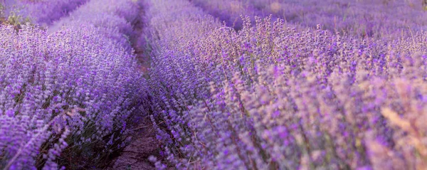 Sunset Lavanda Campo filas banner —  Fotos de Stock