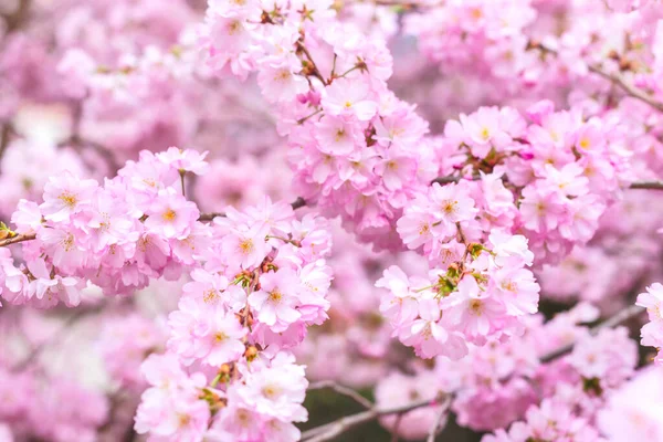 Spring branches of blossoming cherry, Pink sakura flowers — Stock Photo, Image