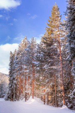 Yılbaşı köknar ağacı kar arka planı