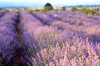 Yazın günbatımı lavanta tarlası sıraları
