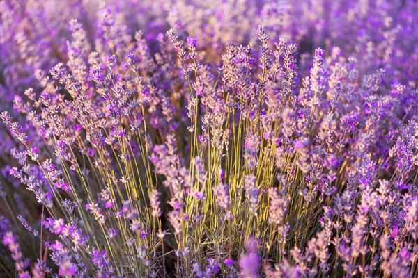 Violettes Lavendelfeld aus nächster Nähe — Stockfoto