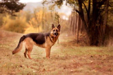 Sonbahar parkında duran sevimli Alman çoban köpeği.