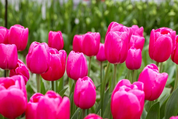 Flores de tulipa rosa florescendo no jardim da primavera — Fotografia de Stock