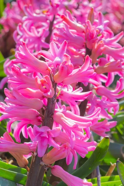 Pink close-up Υάκινθος, χωράφι στην Ολλανδία — Φωτογραφία Αρχείου