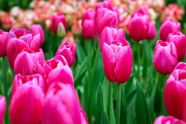 Flores de tulipán rosa floreciendo en el jardín de primavera —  Fotos de Stock