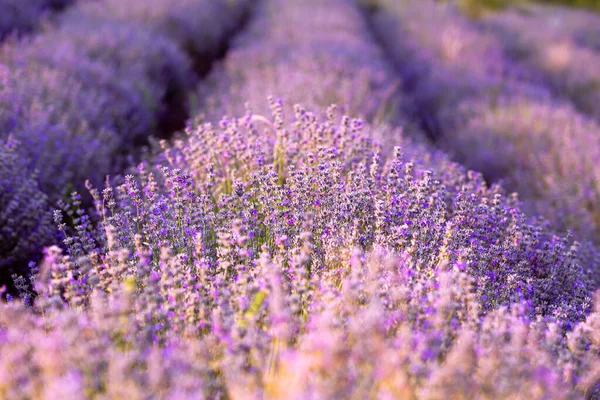 Blume Lavendel Feld Reihen Sommer Sonnenlicht — Stockfoto
