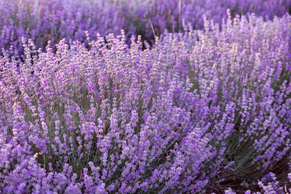 Campo Lavanda Violeta Roxo Perto Flores Cores Pastel Fundo Borrão — Fotografia de Stock