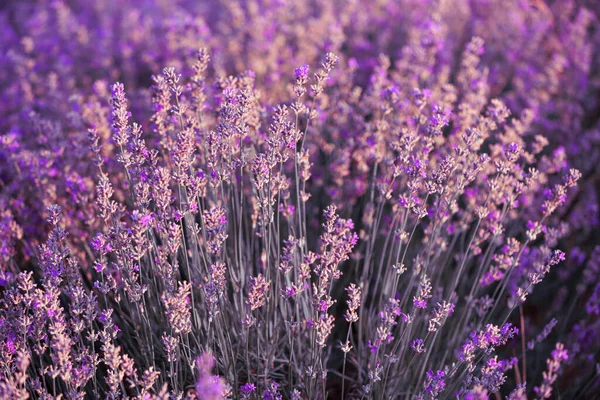 紫罗兰薰衣草场关闭 色彩斑斓 背景模糊的花朵 — 图库照片