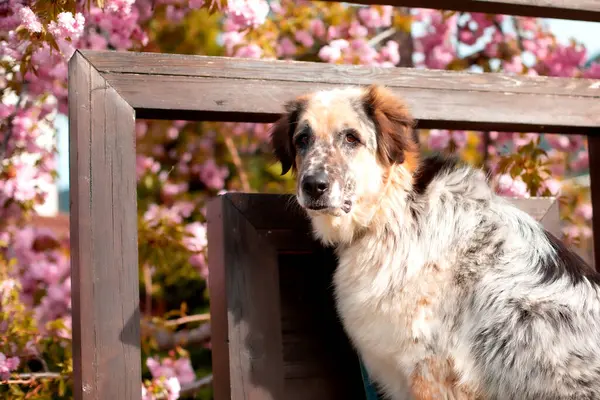 Grande cane vicino albero fioritura primavera e recinzione — Foto Stock