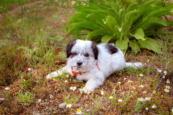 풀밭에 누워 있는 강아지, 가까이 서 본 초상화 — 스톡 사진