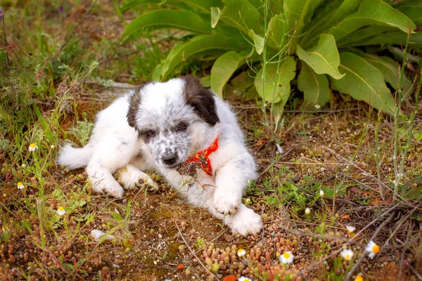 Cachorro acostado en la hierba, retrato de cerca — Foto de Stock