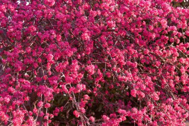 Pembe kırmızı kiraz ağacı, sakura çiçekleri.