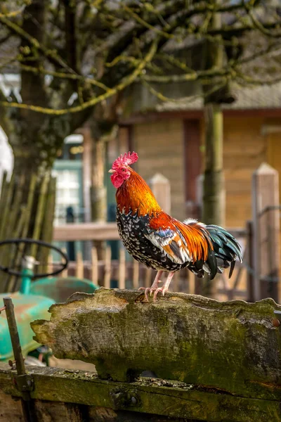Rooster colorido closeup no quintal da aldeia — Fotografia de Stock