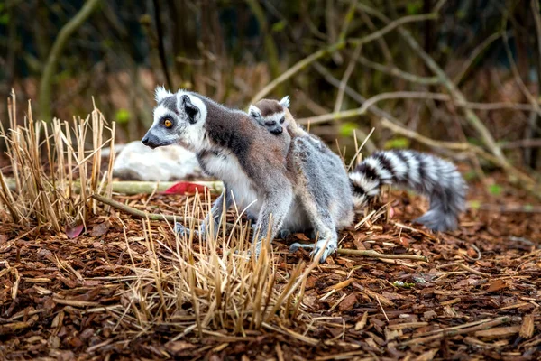 Ringstaartmaki aka Lemur catta close-up — Stockfoto