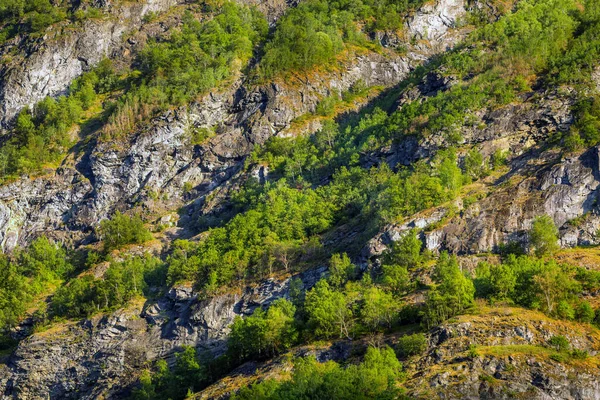 노르웨이 산악 지역의 숲, 저작권 행사를 배경으로 한 여름 — 스톡 사진