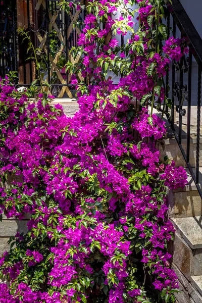 ピンク紫色のブーゲンビリアの花のクローズアップと背景の家 — ストック写真