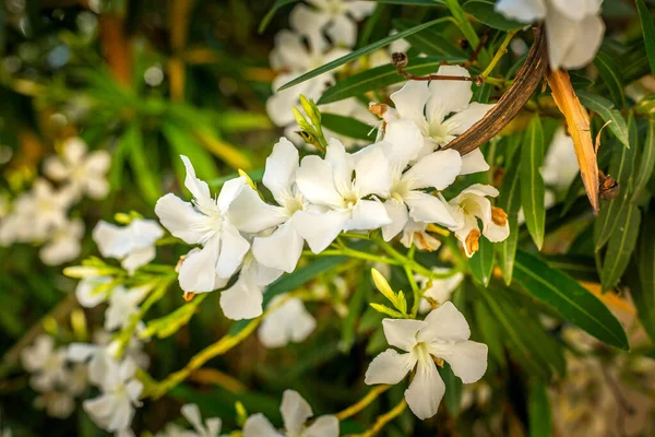 Nerium Oleander Toulouse Pure White Flowers Close View — Stock Photo, Image