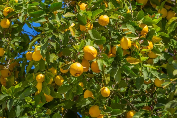 Boom Met Verse Gele Rijpe Citroenen Groene Bladeren Griekenland — Stockfoto