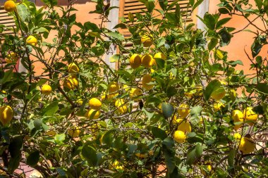 Yunanistan 'da taze sarı limon ve yeşil yapraklı ağaç
