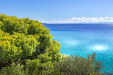 Yaz tatil arka plan ile turkuaz deniz su koy ve çam ağacı, Sithonia, Yunanistan