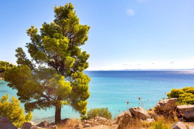 Yaz tatil arka plan ile turkuaz deniz su koy ve çam ağacı, Sithonia, Yunanistan