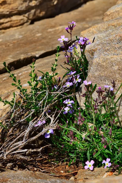 Purple Wild Flower Breaking Stones — стоковое фото