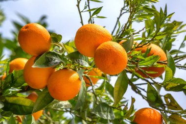 Ripe oranges hanging on tree branch close-up, Greece