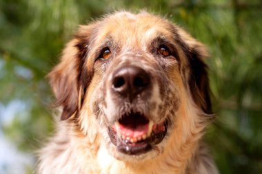 Büyük tüylü melez köpek portresi. Yakın plan.