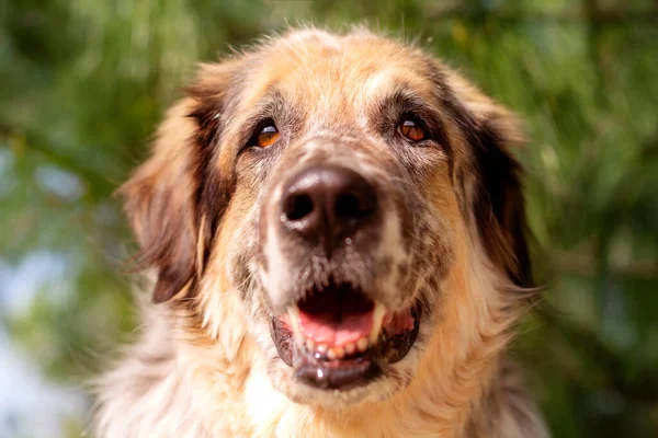 Gros plan rapproché du portrait de chien de race mixte moelleux — Photo