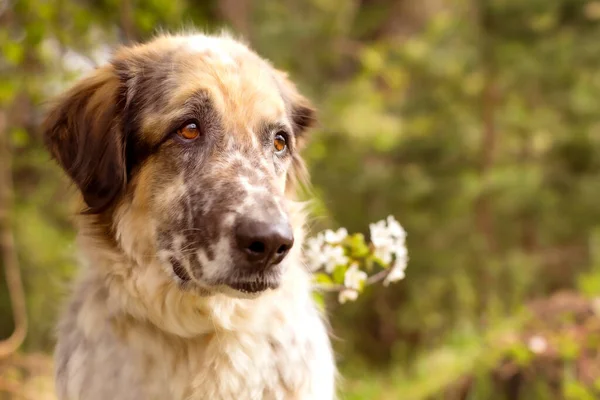 Grand portrait de chien avec des fleurs de printemps — Photo