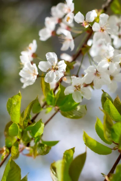Close up of the spring white tree flowers — Zdjęcie stockowe