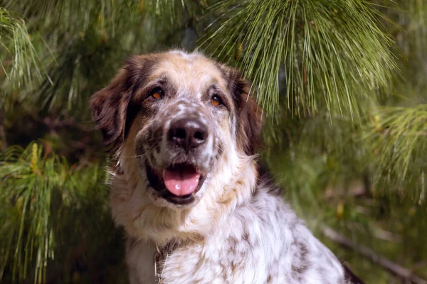 Gros plan rapproché du portrait de chien de race mixte moelleux — Photo
