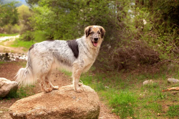 Grand chien debout sur la pierre dans la forêt — Photo