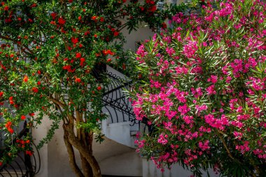 Nerium Oleander Toulouse, pembe çiçekler, yakın plan.