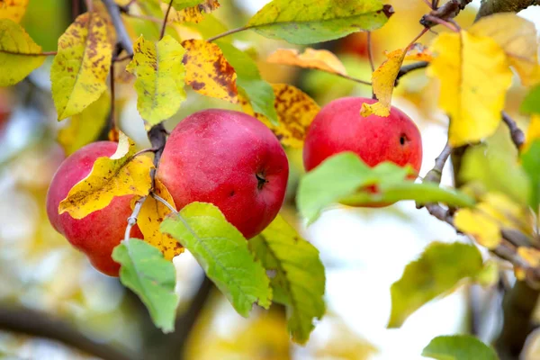 Autumn tree branch with red apples — ストック写真