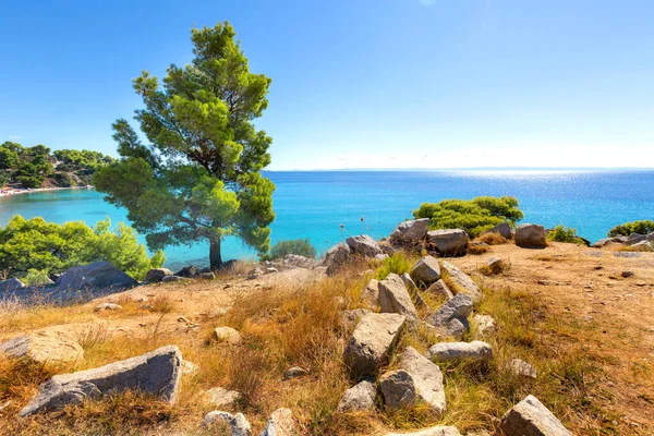 Greece turquoise sea water bay and pine tree, Sithonia — Stockfoto