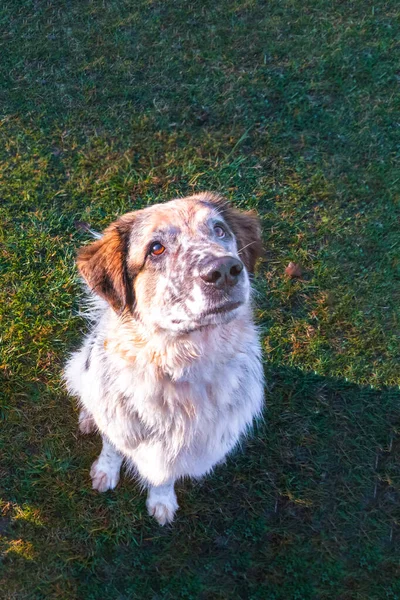 Big dog training looking up, muzzle portrait with big nose close-up