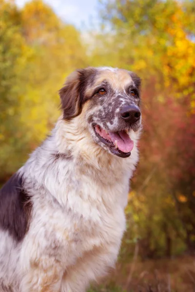 Big fluffy dog portrait, colorful autumn forest outdoors walk