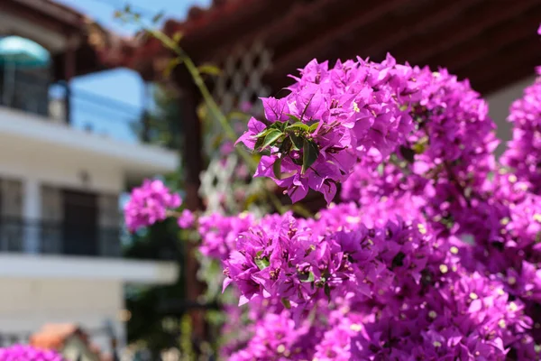 装飾フェンス背景に紫ピンクのブーゲンビリアの花 — ストック写真