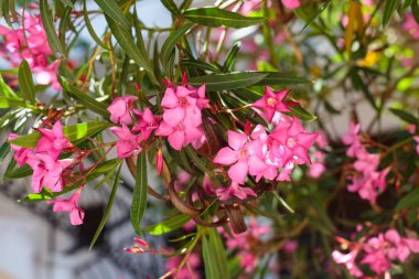 Nerium oleander bloom, pembe ve yeşil yaprakları