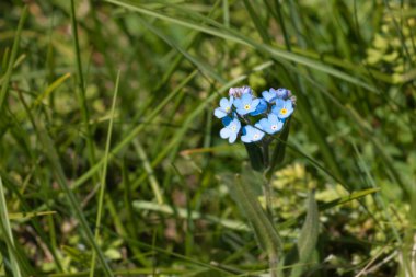 Unut-Beni-Mavi-Değil çiçekleri Kapatın çiçekleri