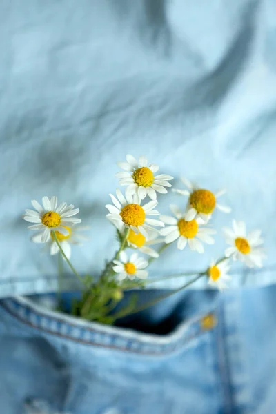 Belles Fleurs Tendres Camomille Dans Poche Avant Jeans Extérieur Gros — Photo