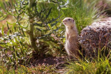 Yer sincabı Spermophilus citellus yana bakıyor, taşın arkasında, meraklı komik hayvan