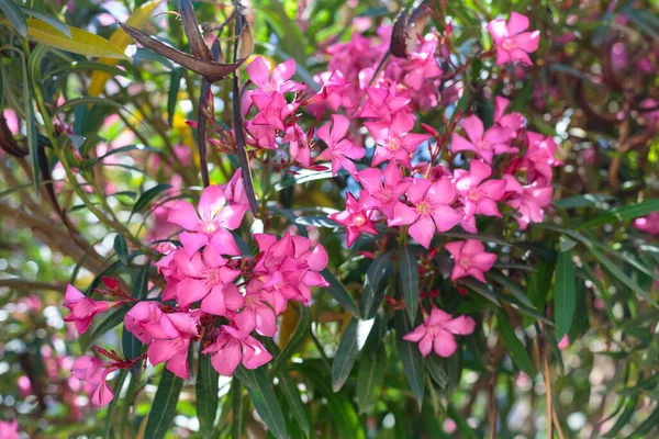 Nerium Oleander Bloom Pembe Yeşil Yaprakları — Stok fotoğraf