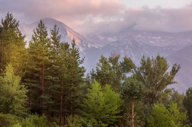 Orman çam ağaçları yaz, günbatımı manzarası, Pirin dağları zirveleri, Bulgaristan
