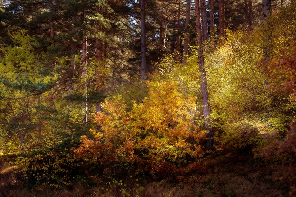 Forêt Automne Magique Dorée Avec Des Feuilles Automne Colorées Paysage — Photo