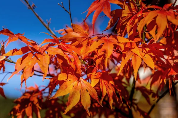 Red japanese momiji maple leaves branch with sunlight in autumn season