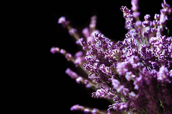 Nahaufnahme Von Lavendelblüten Weicher Fokus Auf Schwarzem Hintergrund — Stockfoto